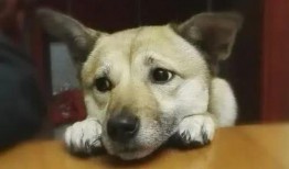 娱乐吃瓜君狗被蜂蜜咬,娱乐吃瓜君的意外“甜蜜”风波